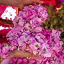 Tunisie: l'art ancestral de la distillation des fleurs