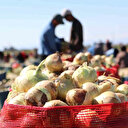 Soğana talep olmadı tarlada kaldı: Fiyatı 6 liraya kadar düştü