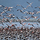 Journée mondiale des oiseaux migrateurs