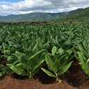 La culture et la production de tabac aggravent l’insécurité alimentaire en Afrique 