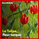 La fabuleuse histoire de la tulipe, fleur turque par excellence