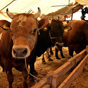 Kurbanlık fiyatlarının netleşeceği tarih belli oldu: Kurbanlıklar ne zaman gelecek?
