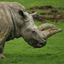 Dans un parc de RDC, réintroduction de rhinocéros blancs d'Afrique du Sud
