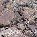 Ağrı'da zehirli yılan türlerinden Wagner engereği görüntülendi