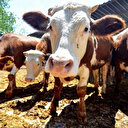 Büyükbaş kurbanlık hisse fiyatı ne kadar?