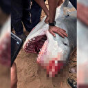 Mısır'da Rus turisti öldüren köpek balığı mumyalanacak