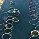 Elazığ'dan dünyaya Türk somonu: İhracat yüzde 100 artarak 60 milyon dolara ulaştı