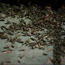 Une petite ville du Nevada envahie par les sauterelles