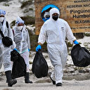 Mexique: La mort massive d'oiseaux de mer probablement liée au réchauffement du Pacifique