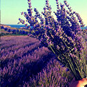 Lavantada hasat mevsimi başladı: Yağının litresi 1300 lira