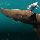 Antalya'da nesli tükenme tehlikesindeki vatoz oltaya takıldı