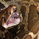 Ekipler neye uğradıklarını şaşırdı: Çanta içerisindeki kadın çoraplarını açtıklarında ortaya çıktı