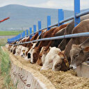 Kurbanlık alacaklar dikkat: Bakanlık uyardı bunu yapmadan sakın almayın