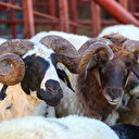 Kurban Bayramı 28 Haziran'da başlayacak