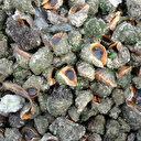 Yedi ülkeye 723 ton ihracat: Türkiye'nin kazancı 7,2 milyon doları aştı