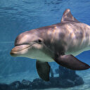 Crimée annexée: des dauphins protègent la base russe
