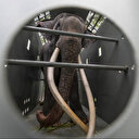 Sri Lanka: retour en avion dans sa Thaïlande natale pour un éléphant malade