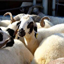 Sokakta kurban kesimi yapanlara para cezası kesilecek