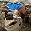 Hayvan pazarında bayram için gün sayılıyor: İstanbul'da kurban hazırlıkları 