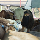 Abdestsiz olarak kurban kesilebilir mi?