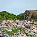 Au Sri Lanka, le problème éléphantesque des déchets plastiques