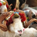 Kurban keserken nasıl tekbir getirilir?