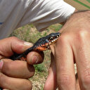 Karayılan uyarısı: Zehirlileri yer zararsızdır öldürmeyin