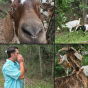 Au Texas, des chèvres mènent la vie dure aux mauvaises herbes