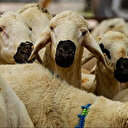 Kurban eti ve kurban derisi satılır mı satmak caiz mi?