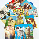 Kurban kartpostalları nostalji oldu