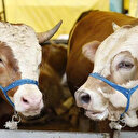 Kurban atıkları ne yapılır?