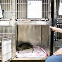 Japon: une application pour identifier la douleur des chats