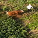 Rize'de çay bahçesine kaçan kurbanlık sahiplerine zor anlar yaşattı