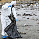 Mystérieuse hécatombe d'oiseaux marins sur les plages du Chili