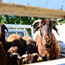 Kurban kesmek farz mı vacip mi sünnet mi?