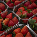 Menacée de boycott, la fraise espagnole voit rouge