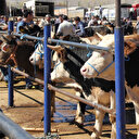 Kurbanlık satışları başladı: Hisseli büyükbaş satışlara ilgi arttı