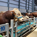 Kurban Bayramı öncesi dikkat: Bunu yapana 65 bin lira ceza kesilecek