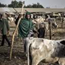 Nord-est du Nigéria: 30 éleveurs enlevés par des terroristes