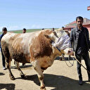 Doğu’dan Batıya kurbanlık sevkiyatı hız kazandı: 850 kiloluk Limuzin'in fiyatı 85 bin TL