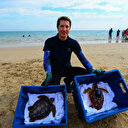 En France, des tortues retrouvent l'océan atlantique après avoir été soignées
