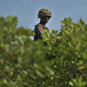 L'Éthiopie dit avoir déjoué une attaque des shebab à sa frontière avec la Somalie