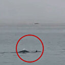 Mısır'da köpekbalığı saldırısı sonucu Rus turist öldü