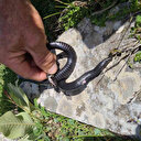 Mantar ararken zehirli Baran engereği buldu: Tek ısırığındaki zehir 100 kişiyi öldürüyor