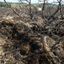 Restauration de la nature: une loi de l'UE pour préserver la biodiversité