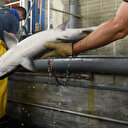 En Californie, la pêche au saumon sabordée par la sécheresse