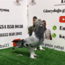 Güvercin piyasasında yeni dönem: E-mezat satılıyor