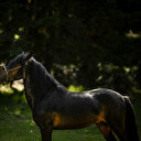 Des "chevaux sapeurs" mis à contribution contre les feux de forêt au Portugal