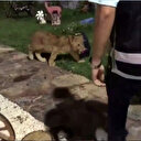 Tekirdağ'da bir villada piton yılanı aslan ve maymun ele geçirildi