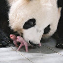 La Corée du Sud s'émeut de la naissance de pandas géants jumeaux